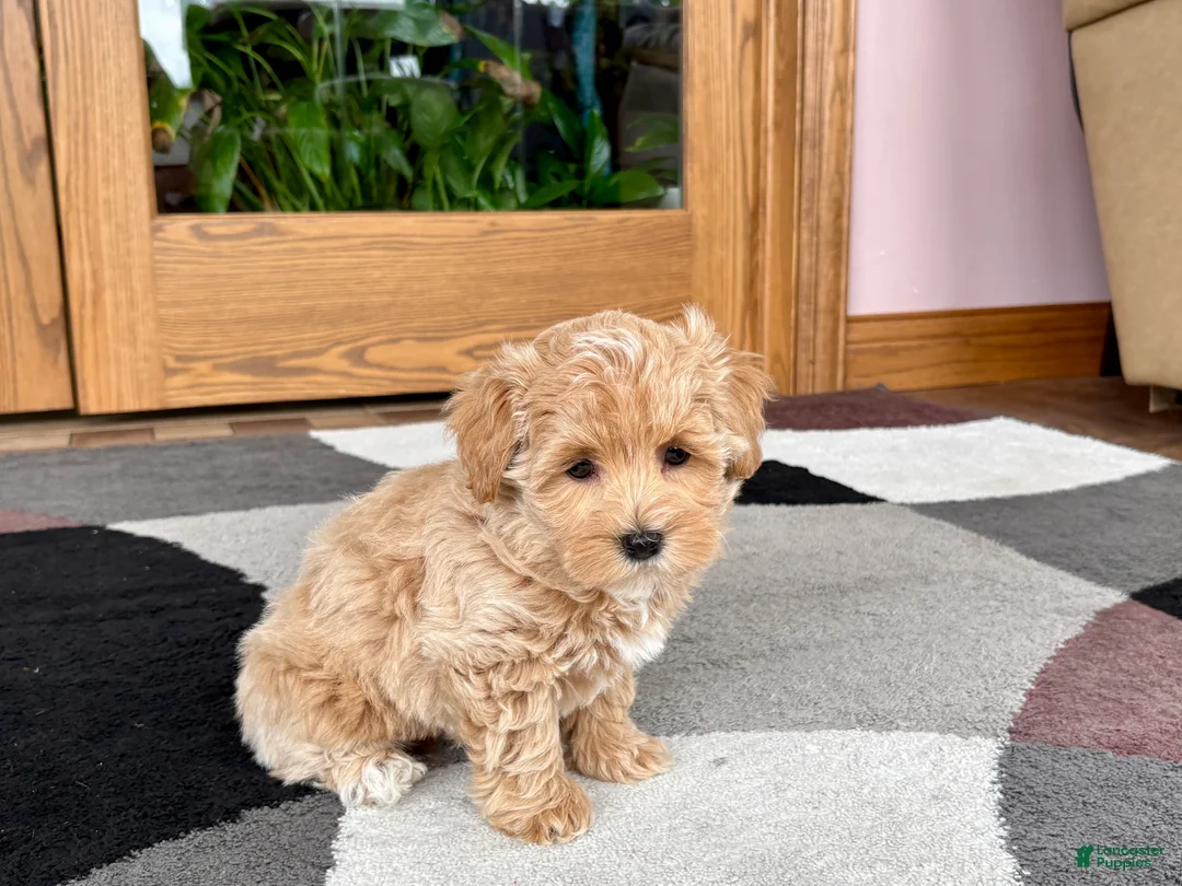 Havapoo dogs for sale: Havapoo Puppy 1 - Ad 12