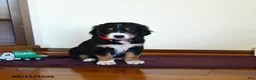 Greater Swiss Mountain Dog dogs for sale: Wiley - Ad 1