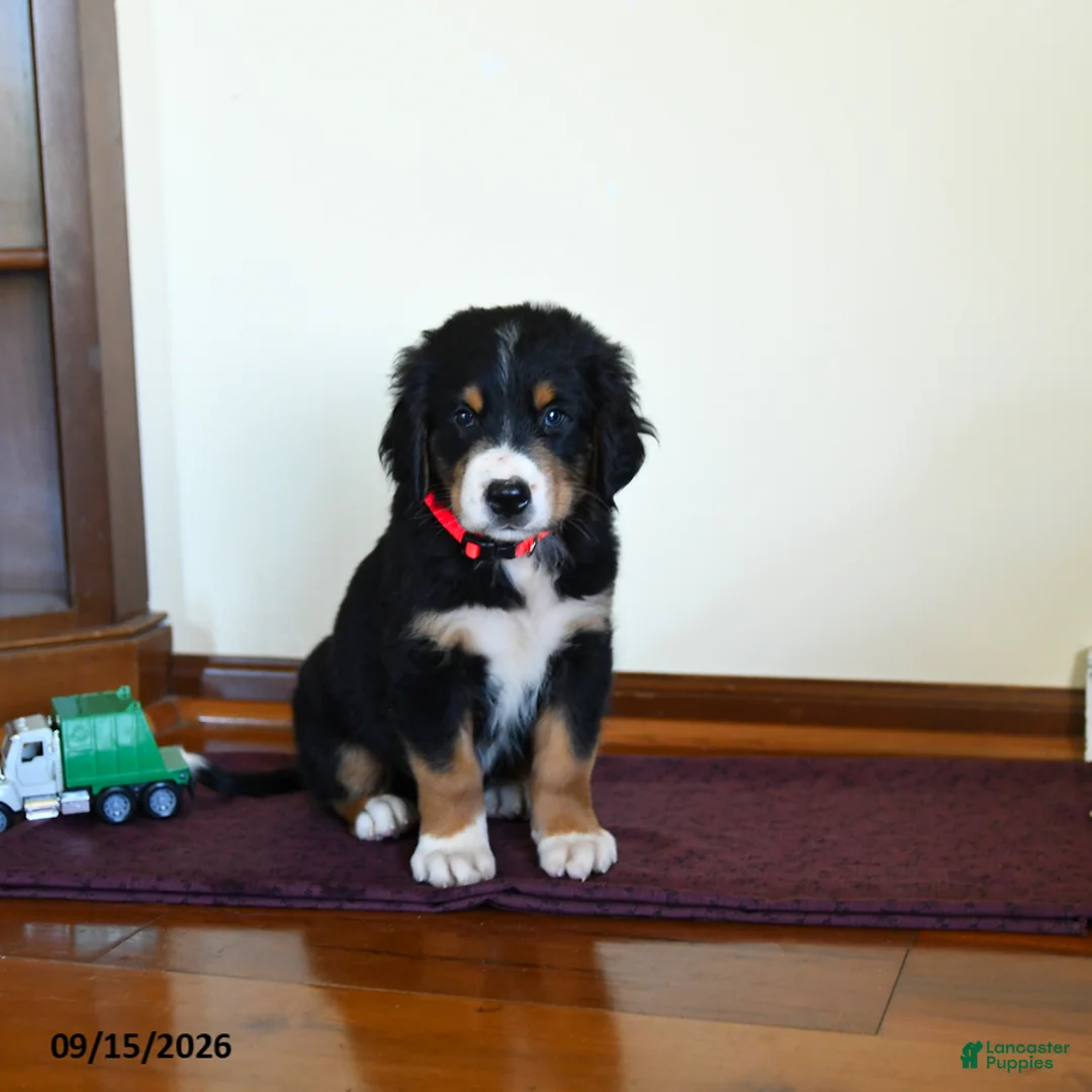 Greater Swiss Mountain Dog dogs for sale: Wiley - Ad 1