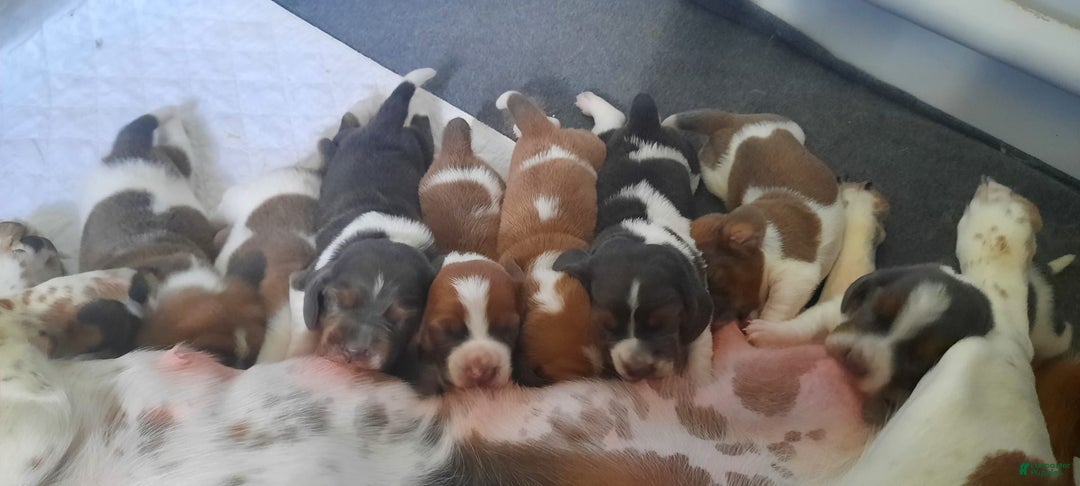 Gallery Image {{count}}