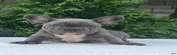 French Bulldog dogs for sale: Flint French Bulldog  - Ad 9