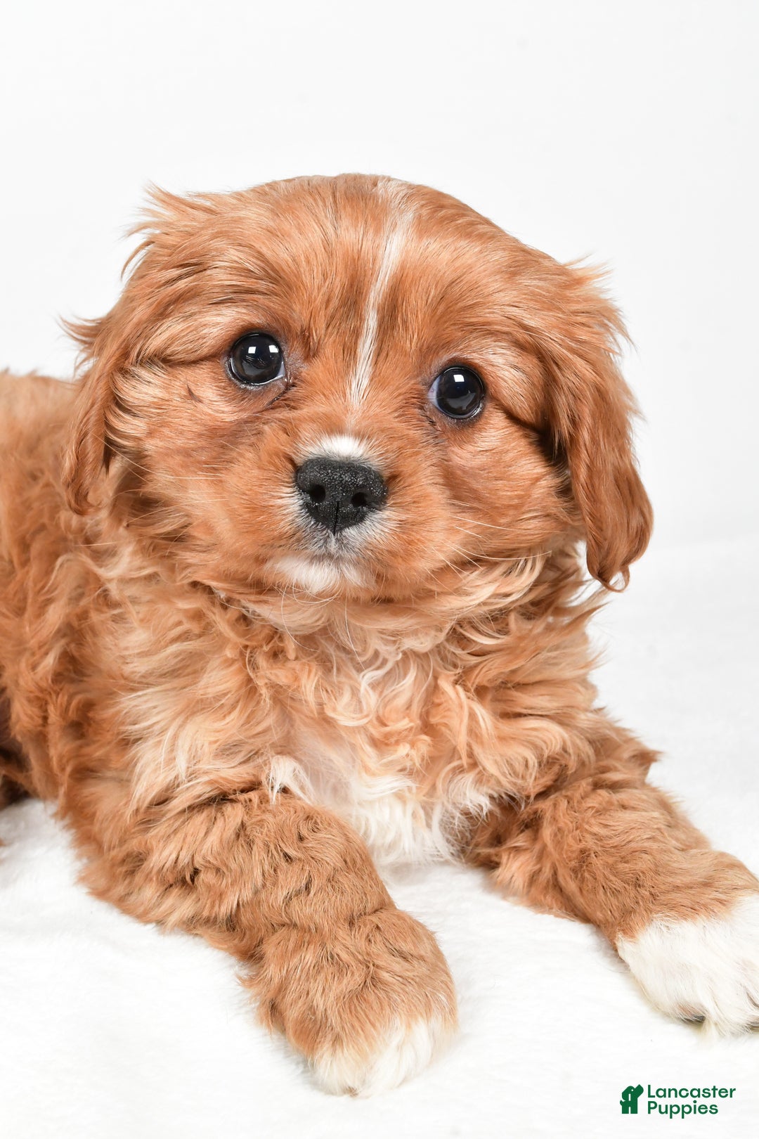 Cavapoo dogs for sale: Pearl f one b - Ad 5