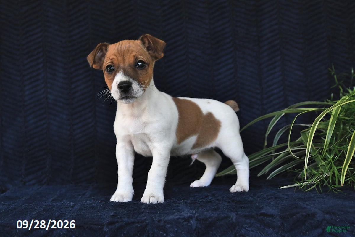 Jack Russell Terrier dogs Miller - Ad 1