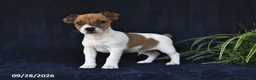 Jack Russell Terrier dogs for sale: Miller - Ad 1
