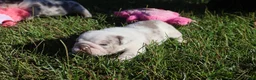 English Bulldog dogs for sale: Benny  - Ad 3