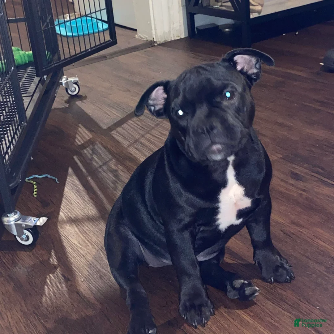 Gallery Image {{count}}