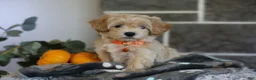 Maltipoo dogs for sale: Mochi - Ad 10