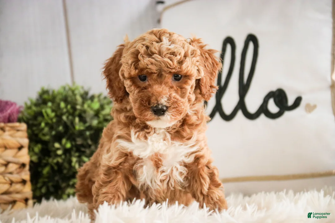 Miniature Poodle dogs for sale: Jocelyn - Ad 3