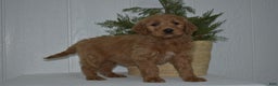 Goldendoodle dogs for sale: Sophie  - Ad 2