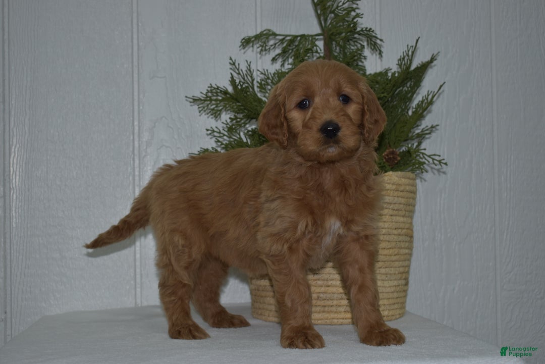 Goldendoodle dogs for sale: Sophie  - Ad 2