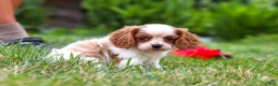 Cavalier King Charles Spaniel dogs for sale: Finley - Ad 5