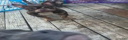 American Bully dogs for sale: Fendi - Ad 7