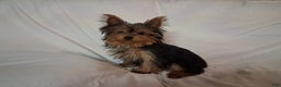 Yorkshire Terrier dogs for sale: Yorkshire Terrier Puppy 1 - Ad 1