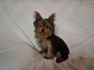 Yorkshire Terrier dogs Yorkshire Terrier Puppy 1 - Ad 29