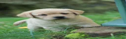 Labrador Retriever dogs for sale: Willow - Ad 3