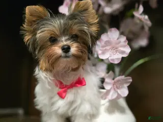 Biewer Terrier dogs Biewer Terrier Puppy 3 - Ad 13