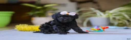 Miniature Poodle dogs for sale: Sienna - Ad 1