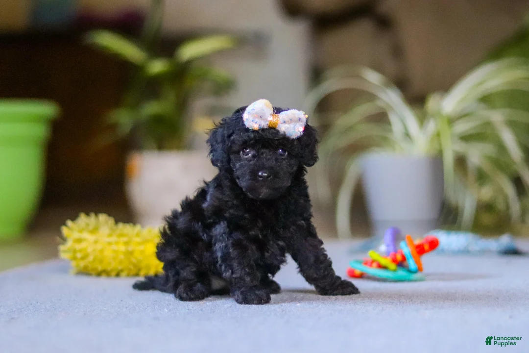 Miniature Poodle dogs for sale: Sienna - Ad 1