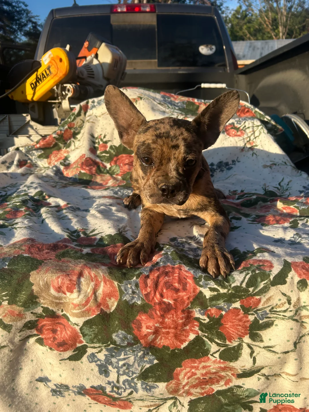 French Bulldog dogs for sale: Marty - Ad 5