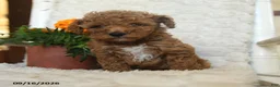 Miniature Poodle dogs for sale: Nathan - Ad 2