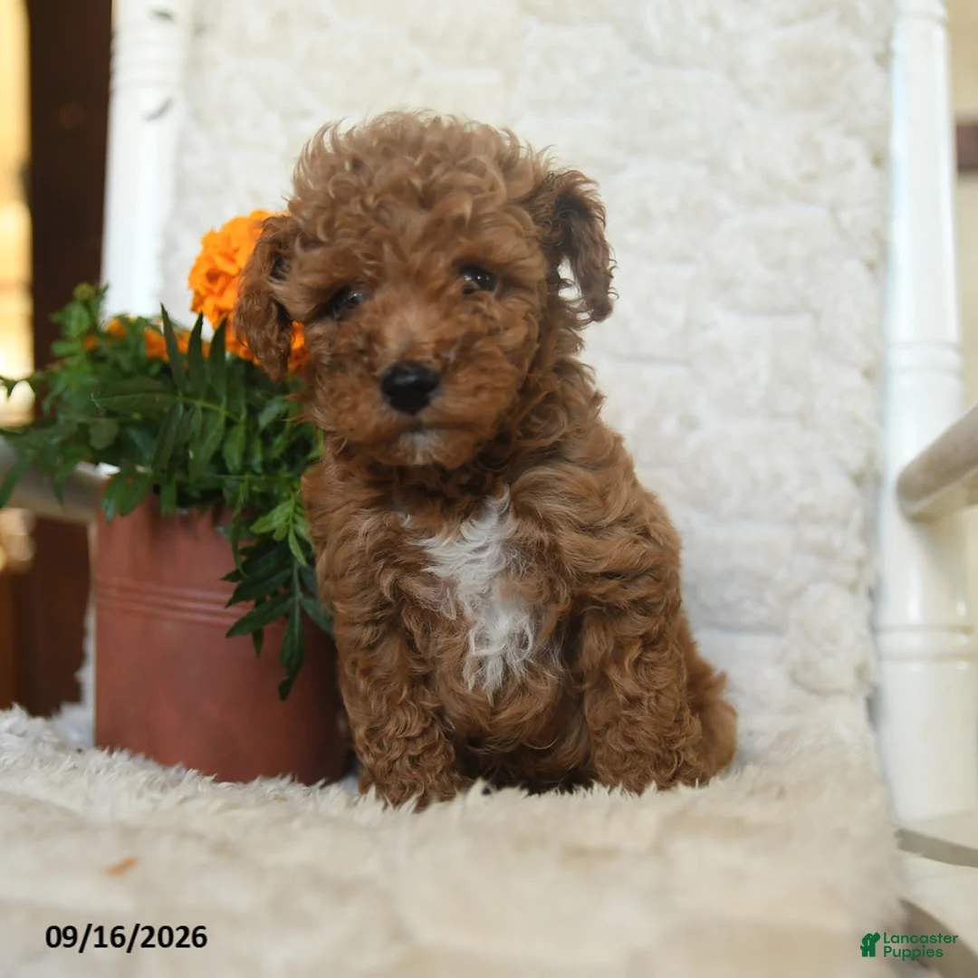 Miniature Poodle dogs for sale: Nathan - Ad 2