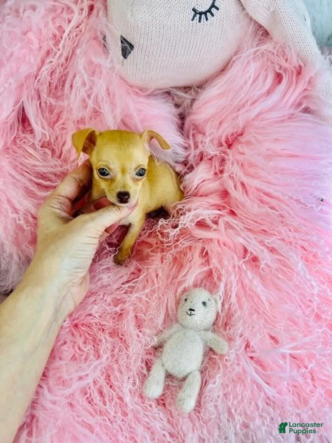 Chihuahua dogs for sale: Chihuahua Puppy 1 - Ad 4