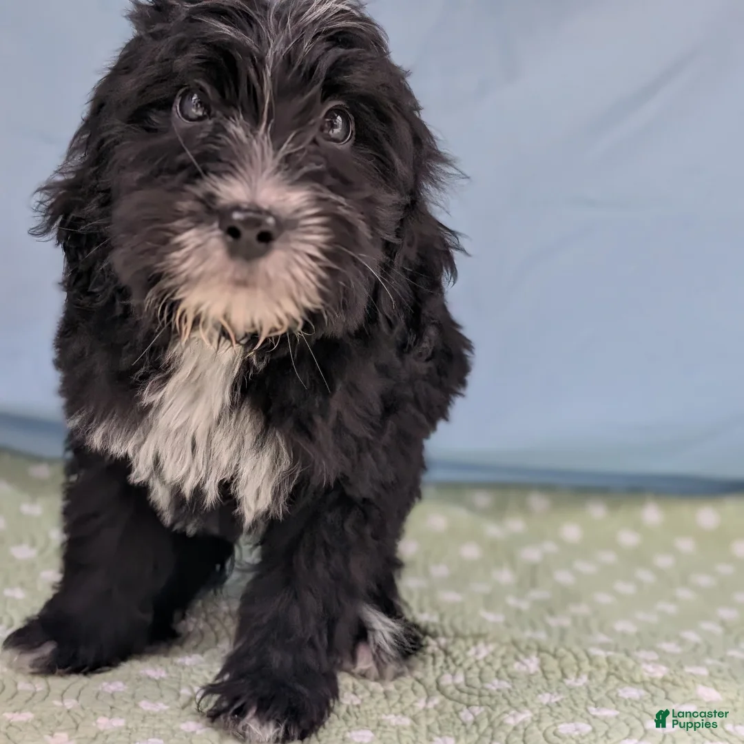 Mixed Breed dogs for sale: Bad Bunny - Ad 5