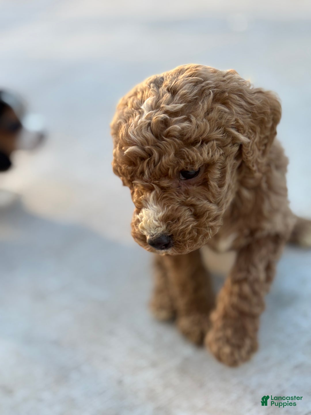 Standard Poodle dogs for sale: Atlas - Ad 7