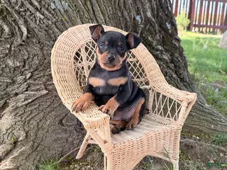 Miniature Pinscher dogs for sale: Isaac - Ad 1