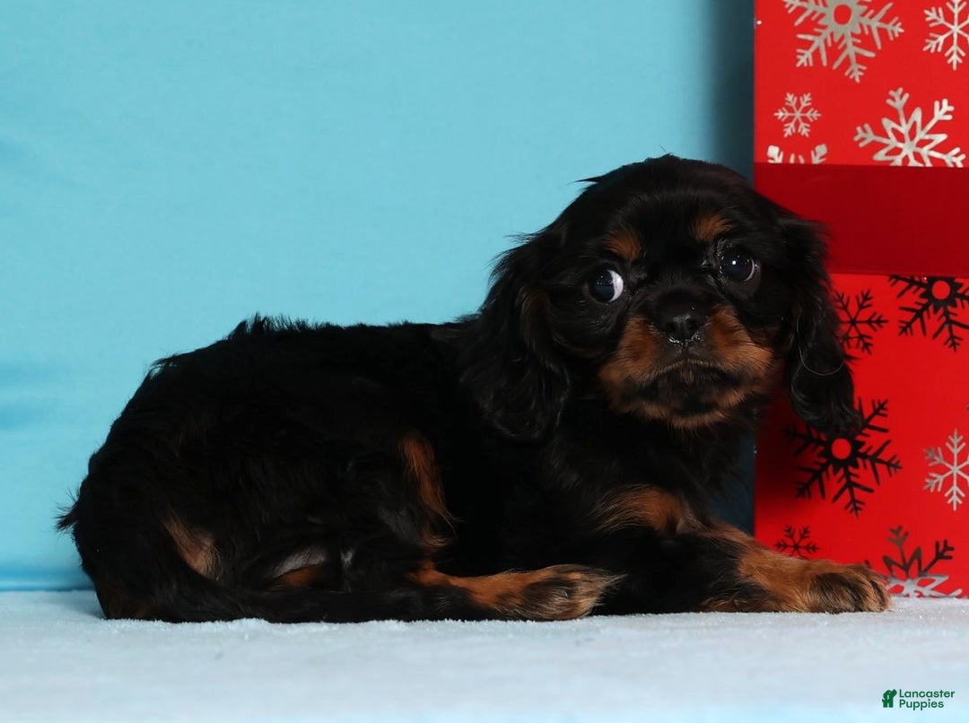 Cavalier King Charles Spaniel dogs for sale: Dasher - Ad 5