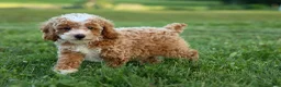 Miniature Poodle dogs for sale:  Ginger 🌸 - Ad 18