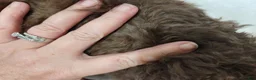 Mini Aussiedoodle dogs for sale: Mini Aussiedoodle Warren - Ad 2