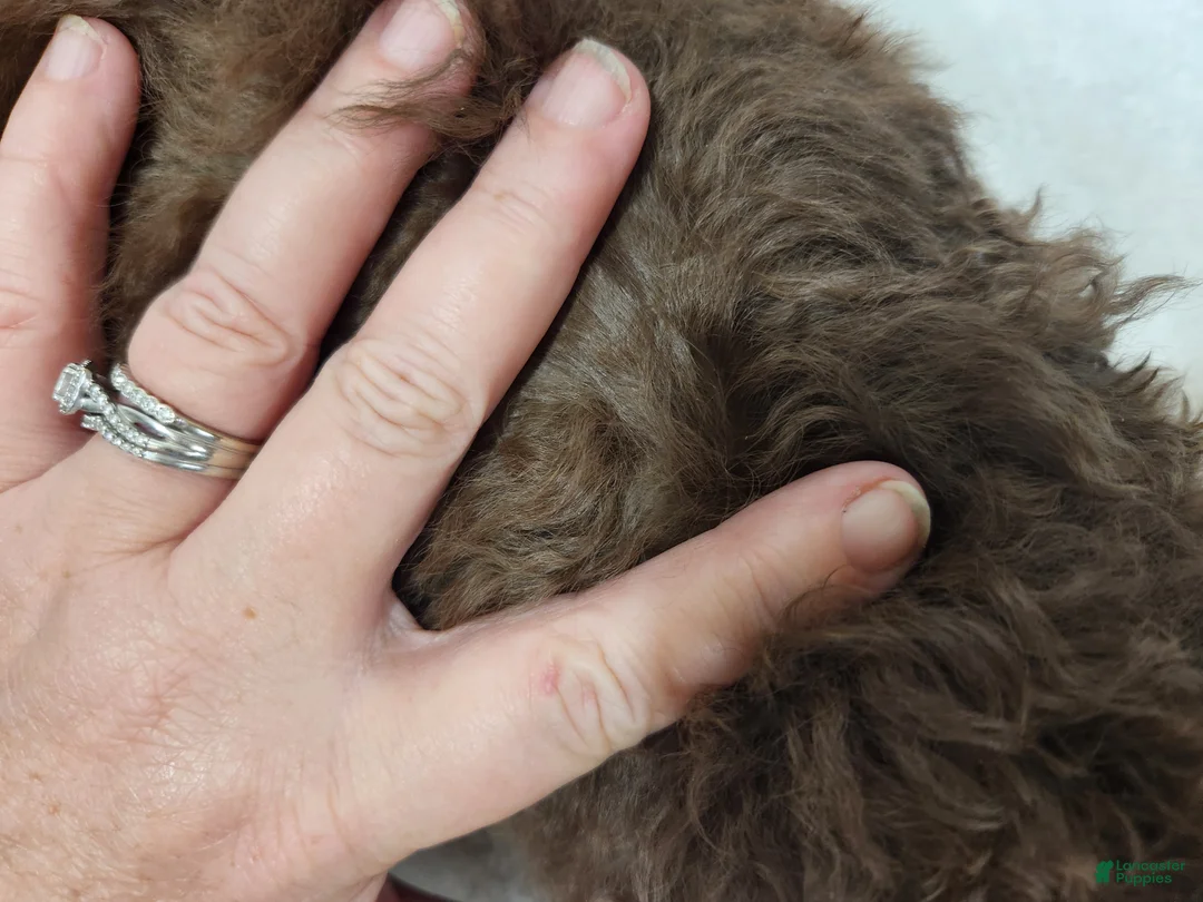 Mini Aussiedoodle dogs for sale: Mini Aussiedoodle Warren - Ad 2