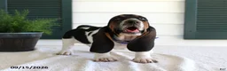 Basset Hound dogs for sale: Claire - Ad 3