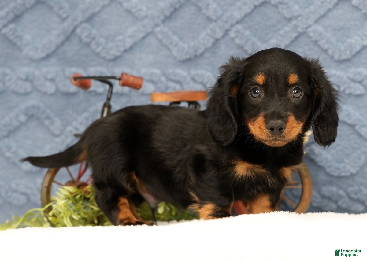 Miniature Dachshund dogs Jax - Ad 2