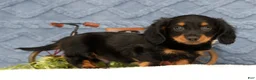Miniature Dachshund dogs for sale: Jax - Ad 2