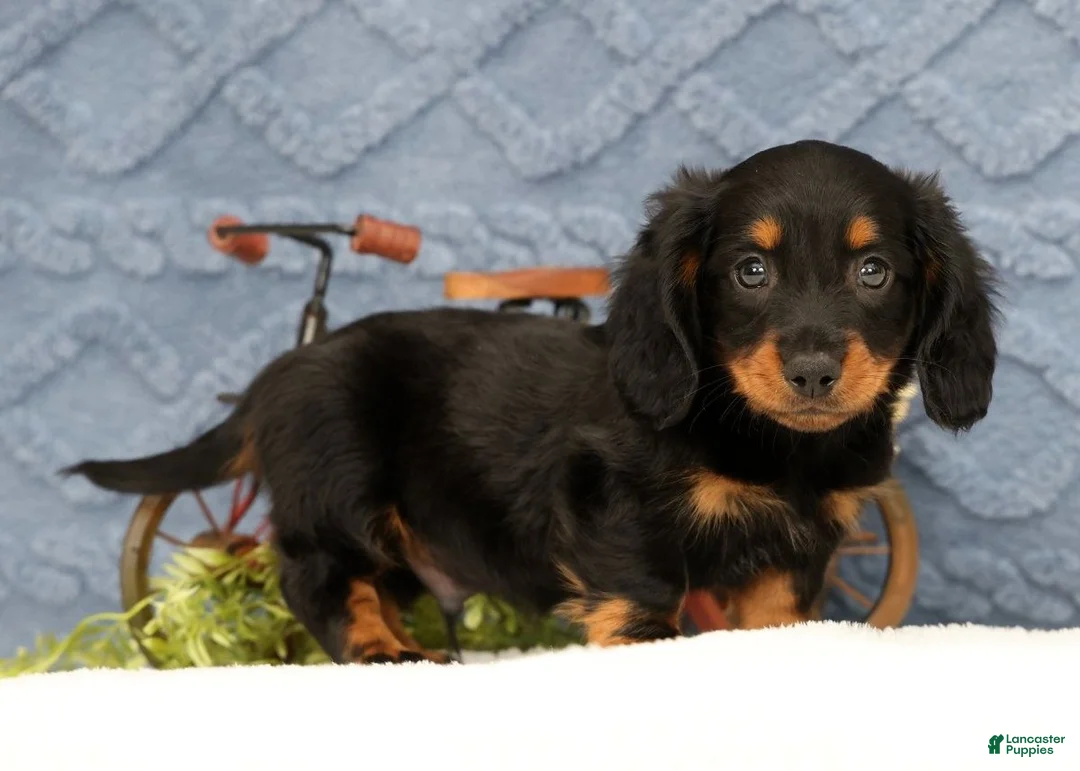 Miniature Dachshund dogs for sale: Jax - Ad 2