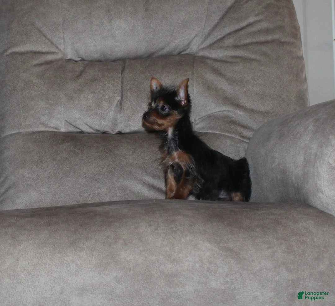 Yorkshire Terrier dogs for sale: Bimbo - Ad 4