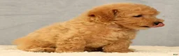 Bichpoo dogs for sale: Jacob - Ad 4