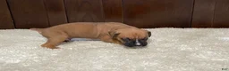 Boxer dogs for sale: Rocky - Ad 8
