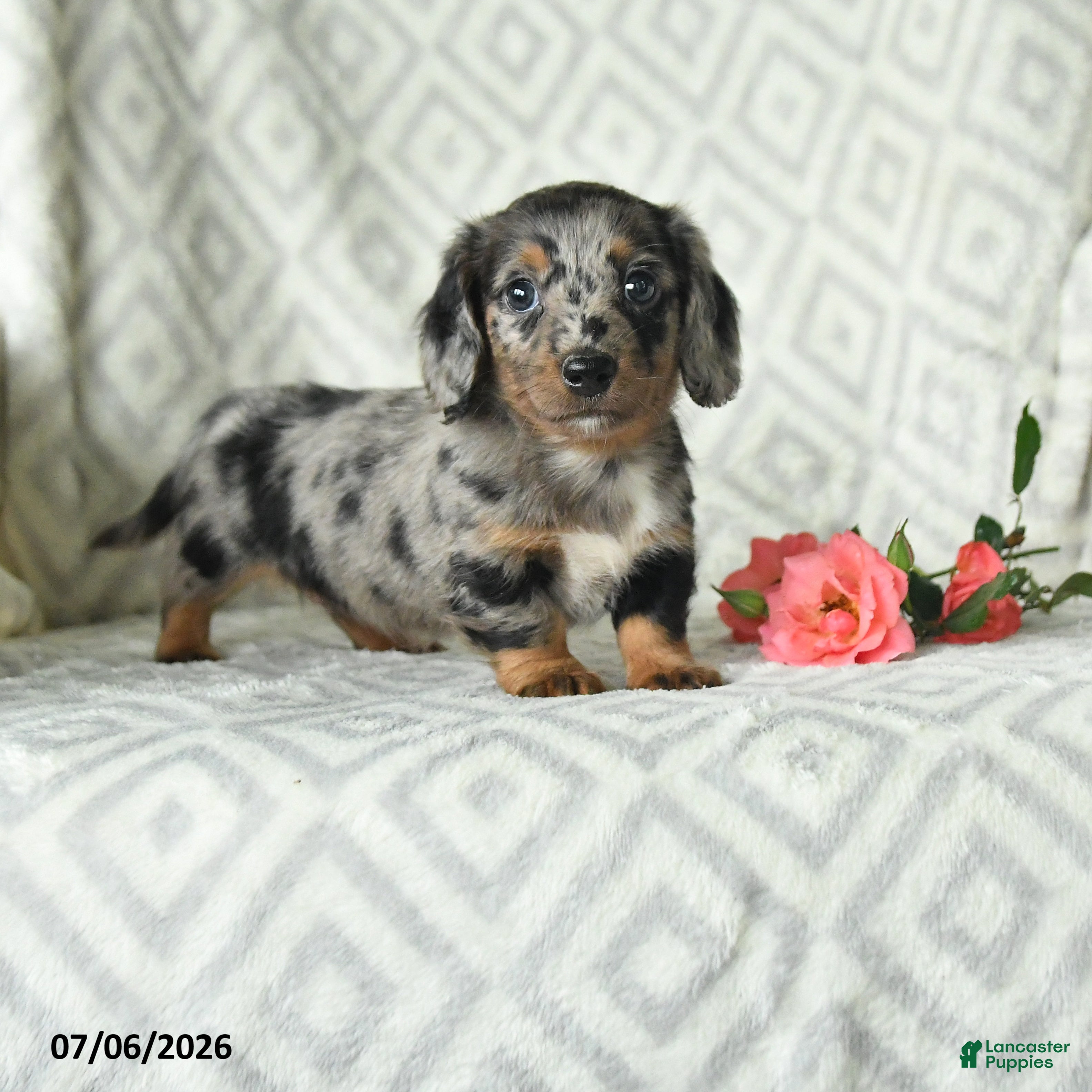 Dachshund dogs Bella   - Ad 1