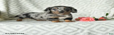 Bella  