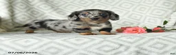 Dachshund dogs for sale: Bella   - Ad 1