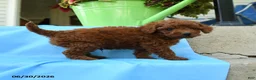 Toy Poodle dogs for sale: Franklin - Ad 4