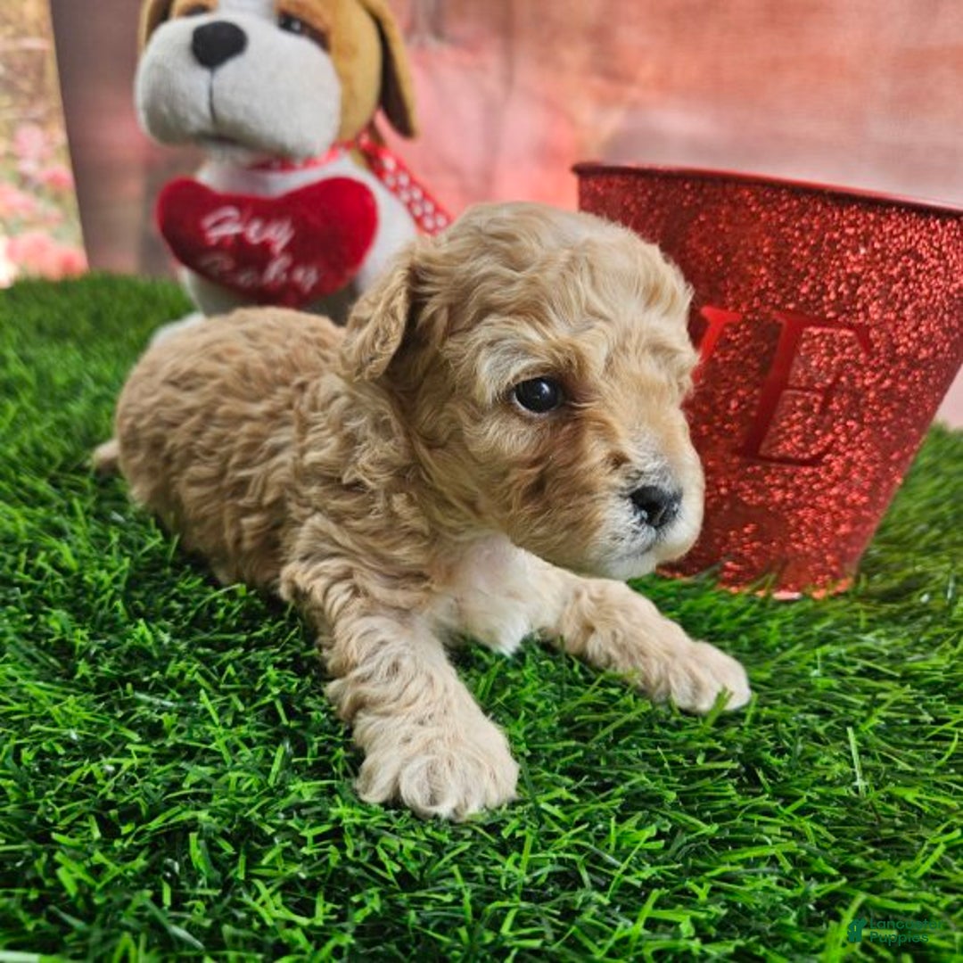 Toy Poodle dogs for sale: Timmy - Ad 3