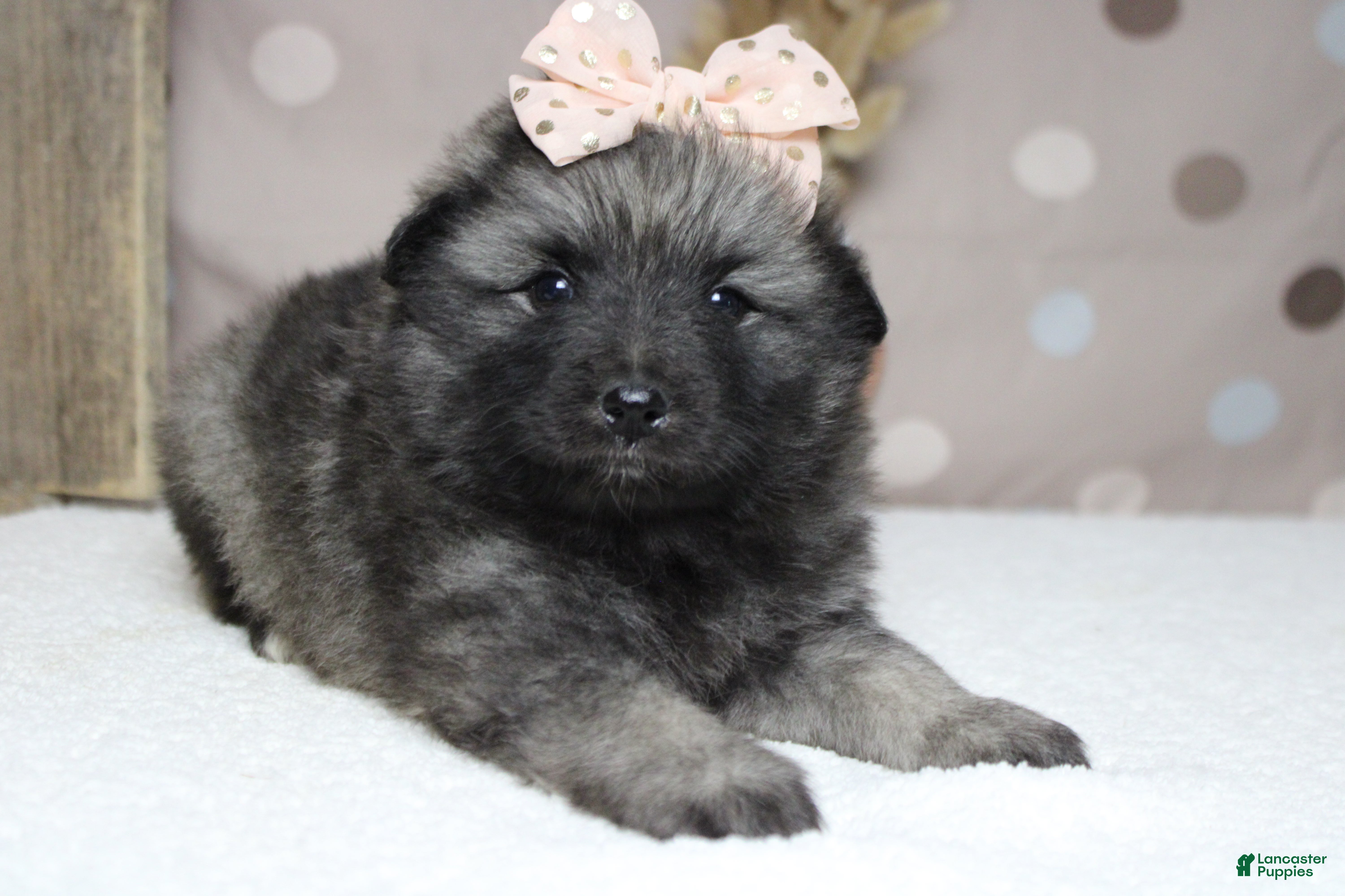 Keeshond dogs Thelma  - Ad 6