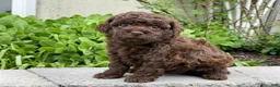 Miniature Poodle dogs for sale: Amy Sue Miniature Poodle Puppy  - Ad 1