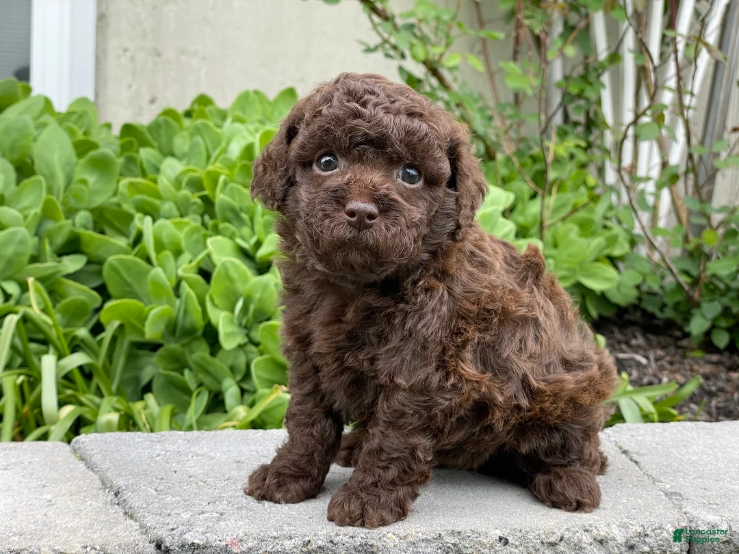 Miniature Poodle dogs for sale: Amy Sue Miniature Poodle Puppy  - Ad 1