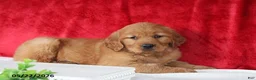 Golden Retriever dogs for sale: Robin - Ad 5