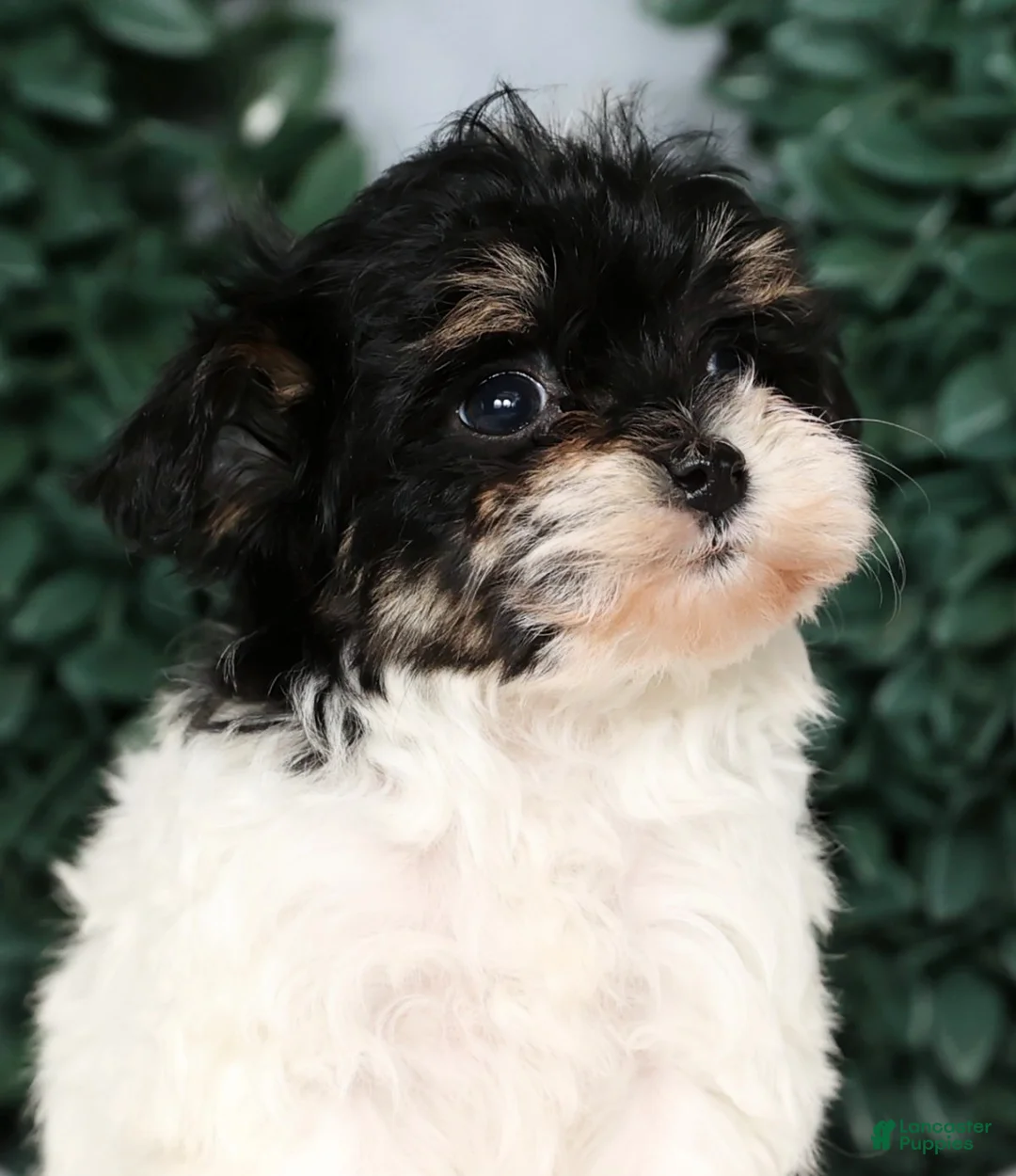 Havapoo dogs for sale: Jenna - Ad 9